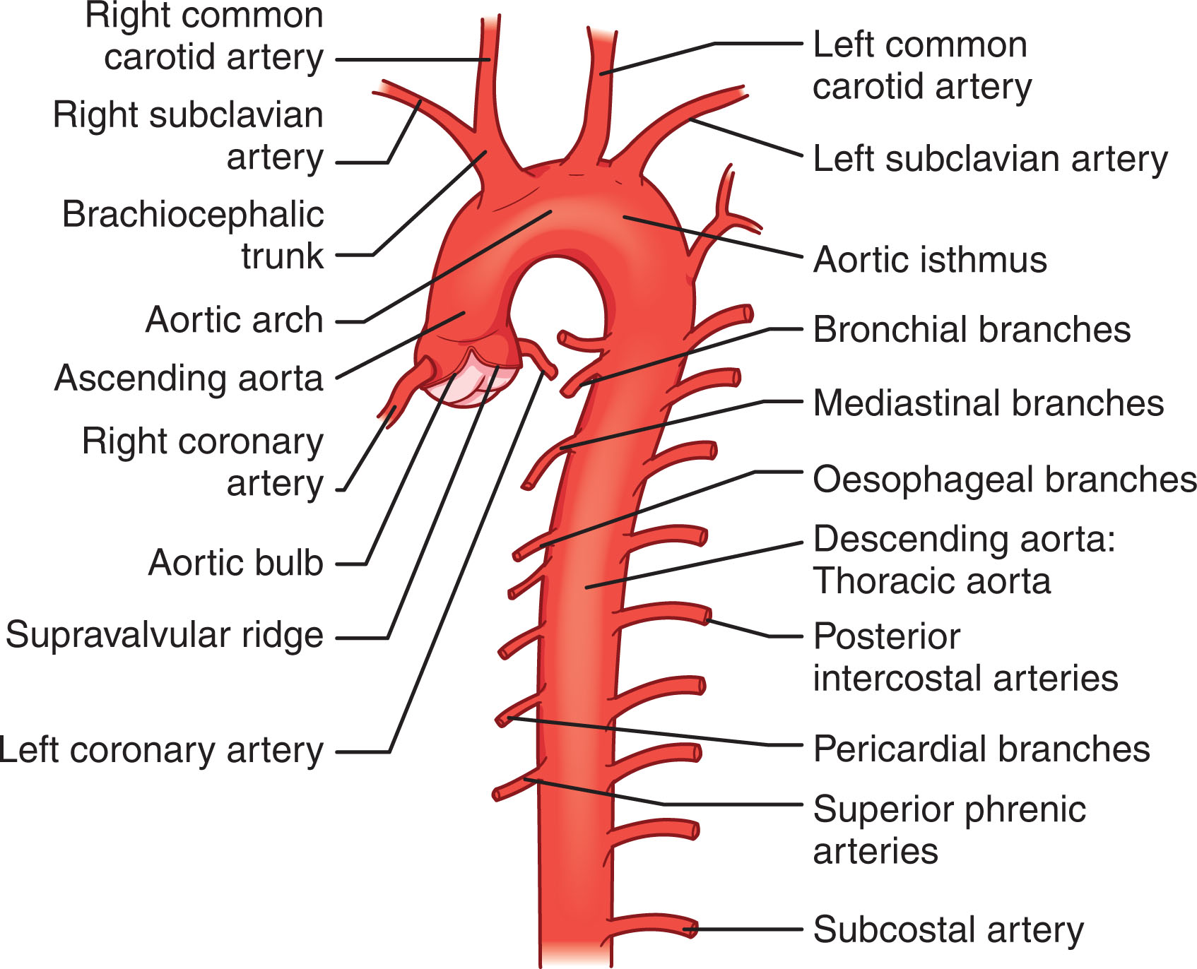 Fig. 8.3, The aorta is divided into five sections: the aortic root, the ascending aorta, the aortic arch (brachiocephalic artery, common carotid artery, and subclavian artery), the thoracic (descending) artery, and the abdominal aorta, with the bifurcation.