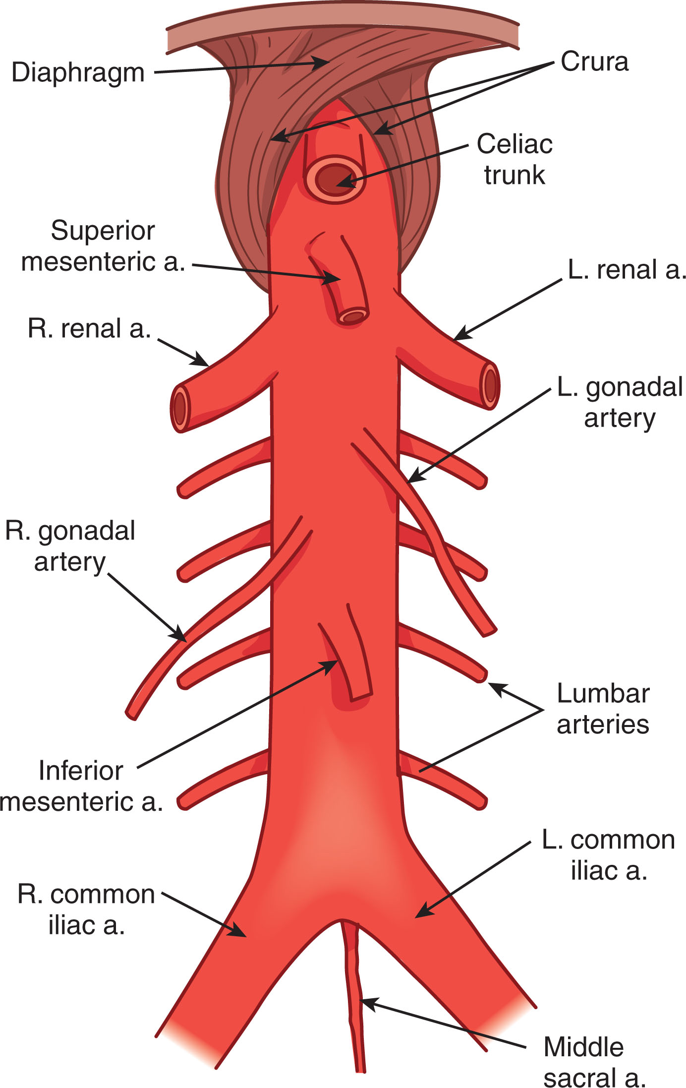 Fig. 8.5, The abdominal aorta with multiple arterial branches.