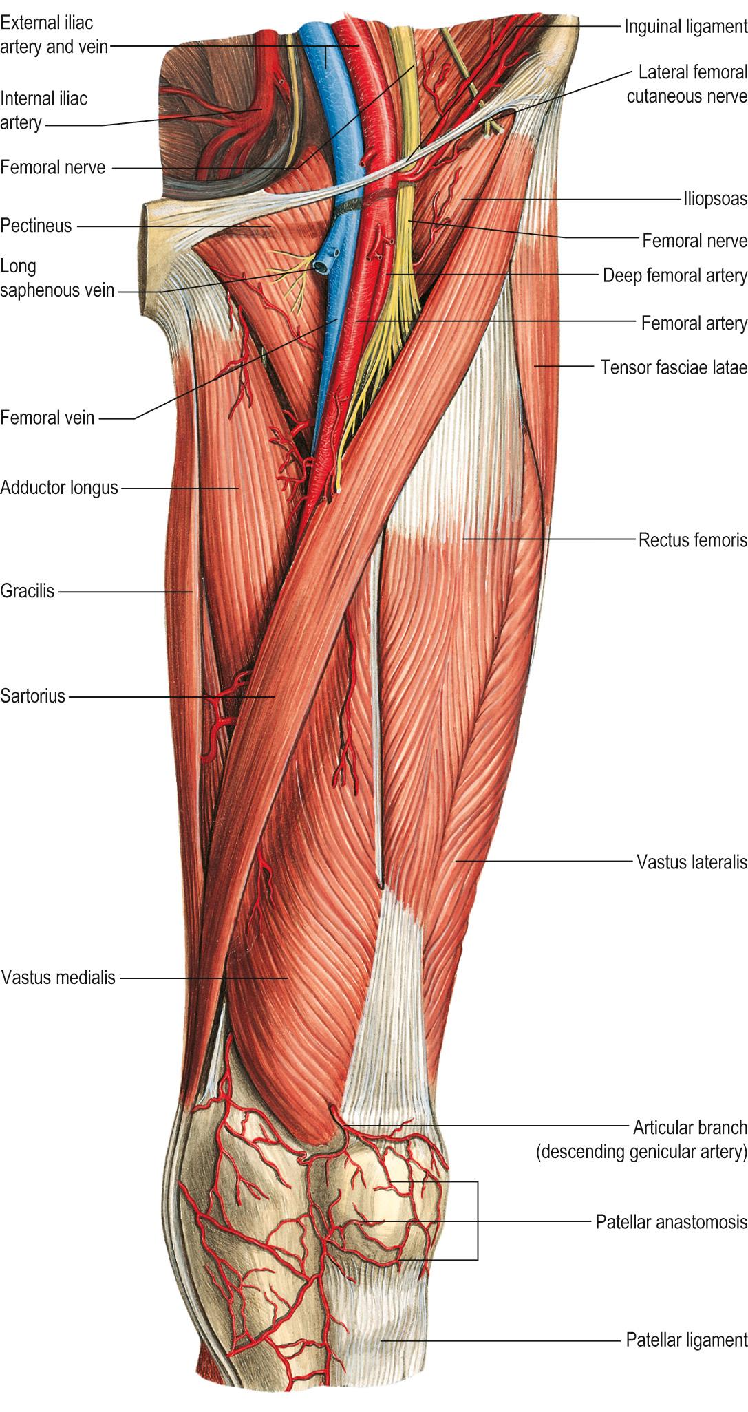 Fig. 77.1, The left femoral triangle.