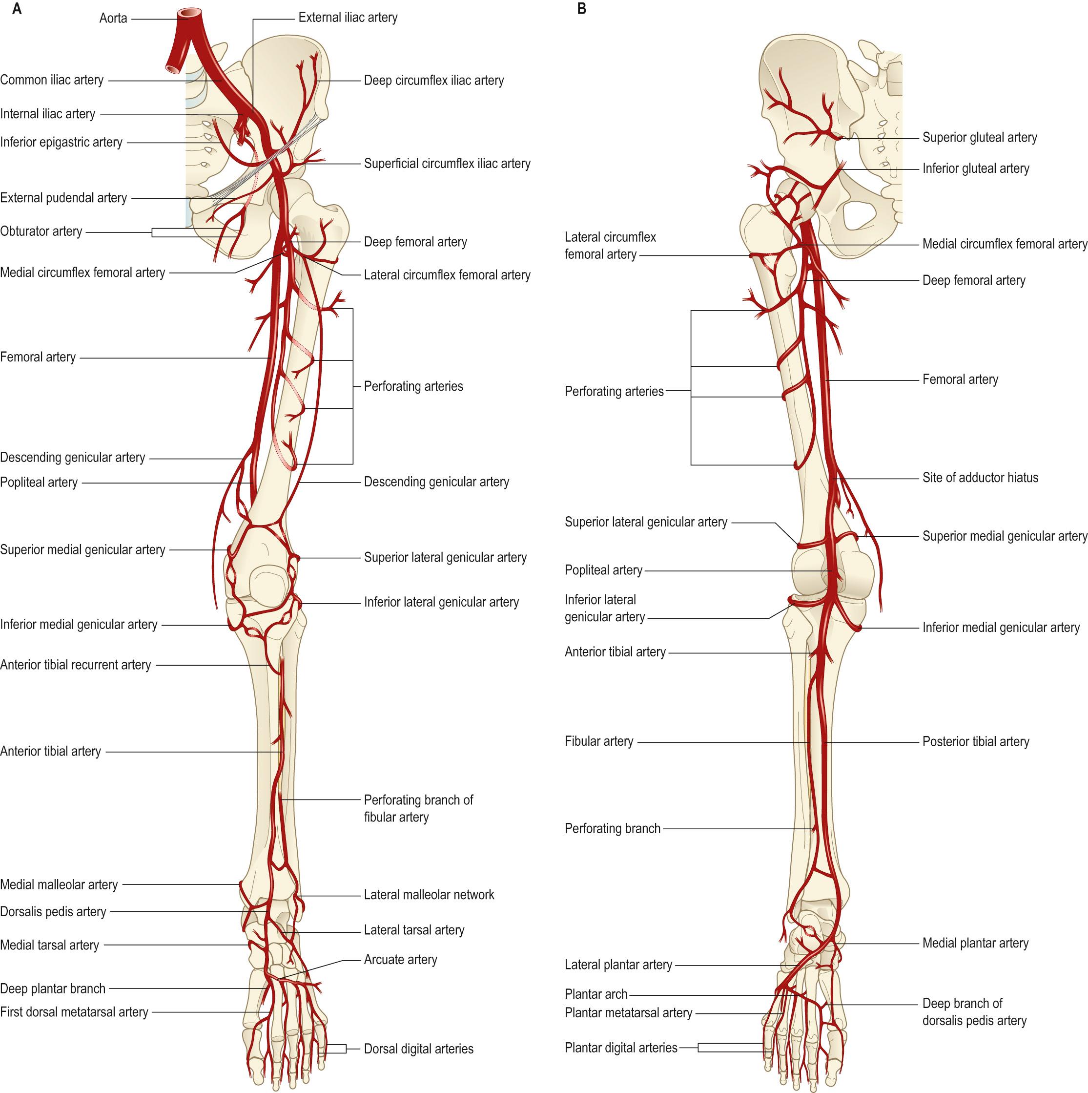 Fig. 77.2, An overview of the arteries of the lower limb. A , Anterior aspect. B , Posterior aspect.