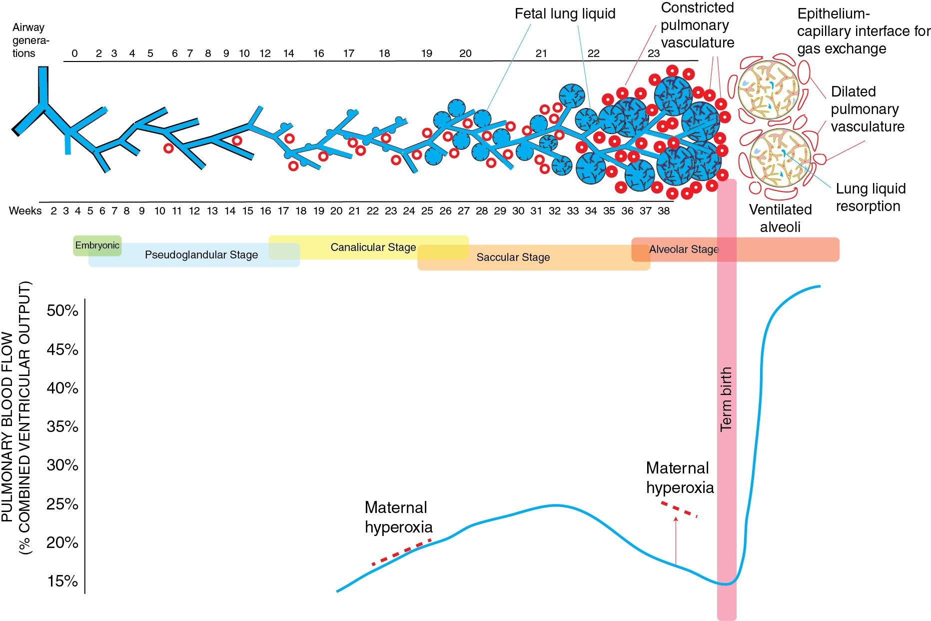 Fig. 3.1, Stages of lung development.