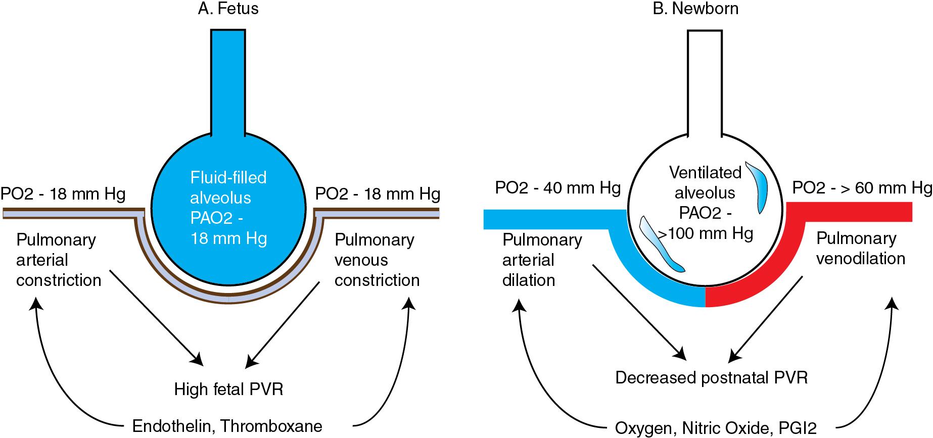 Fig. 3.2, Changes in pulmonary arterial and venous resistance at birth.