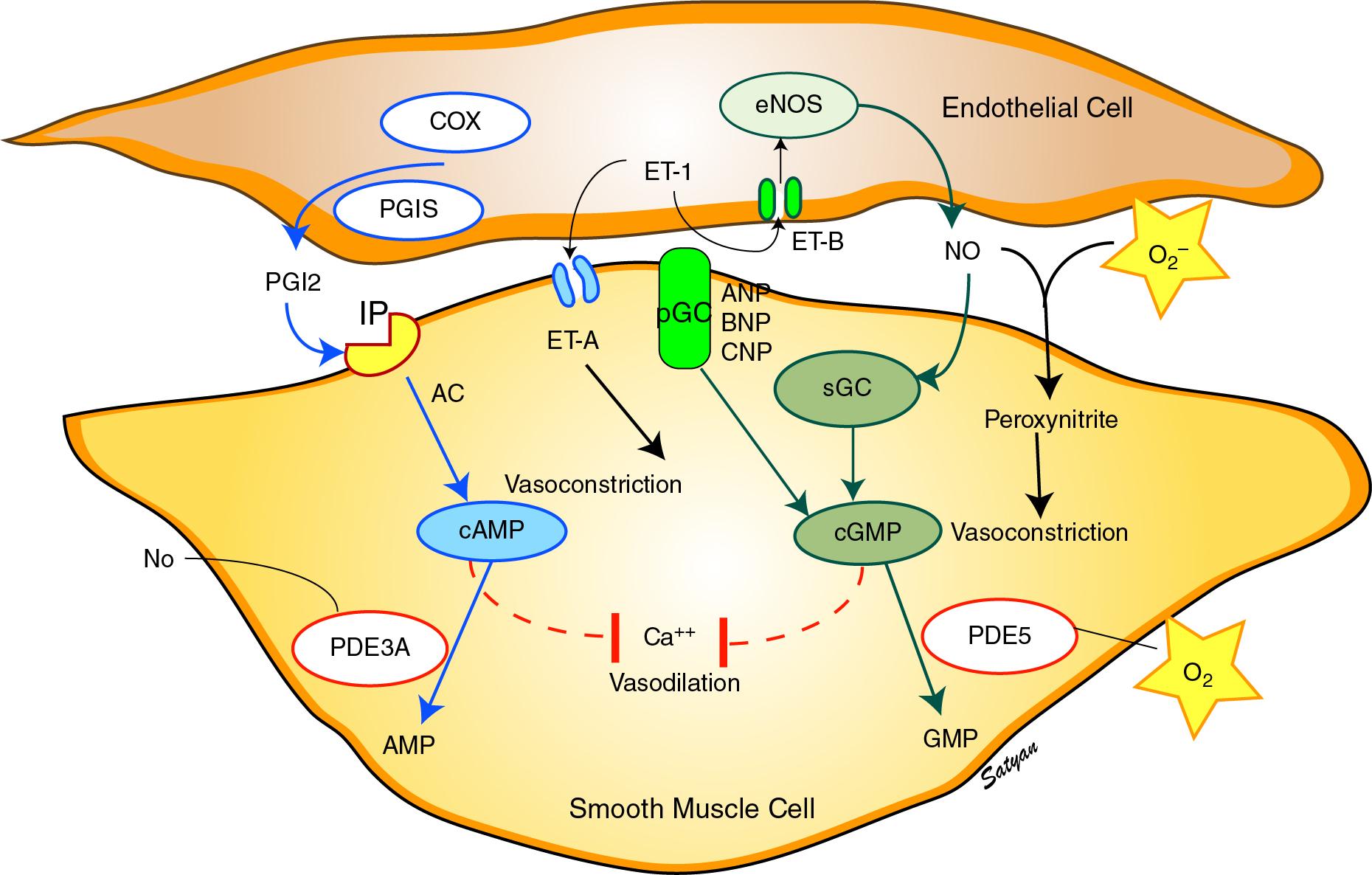 Fig. 3.3, Overview of endothelium-derived vasodilator (prostacyclin [PGI 2 ] and nitric oxide [NO] ) and vasoconstrictor (endothelin [ET-1] ) pathways.