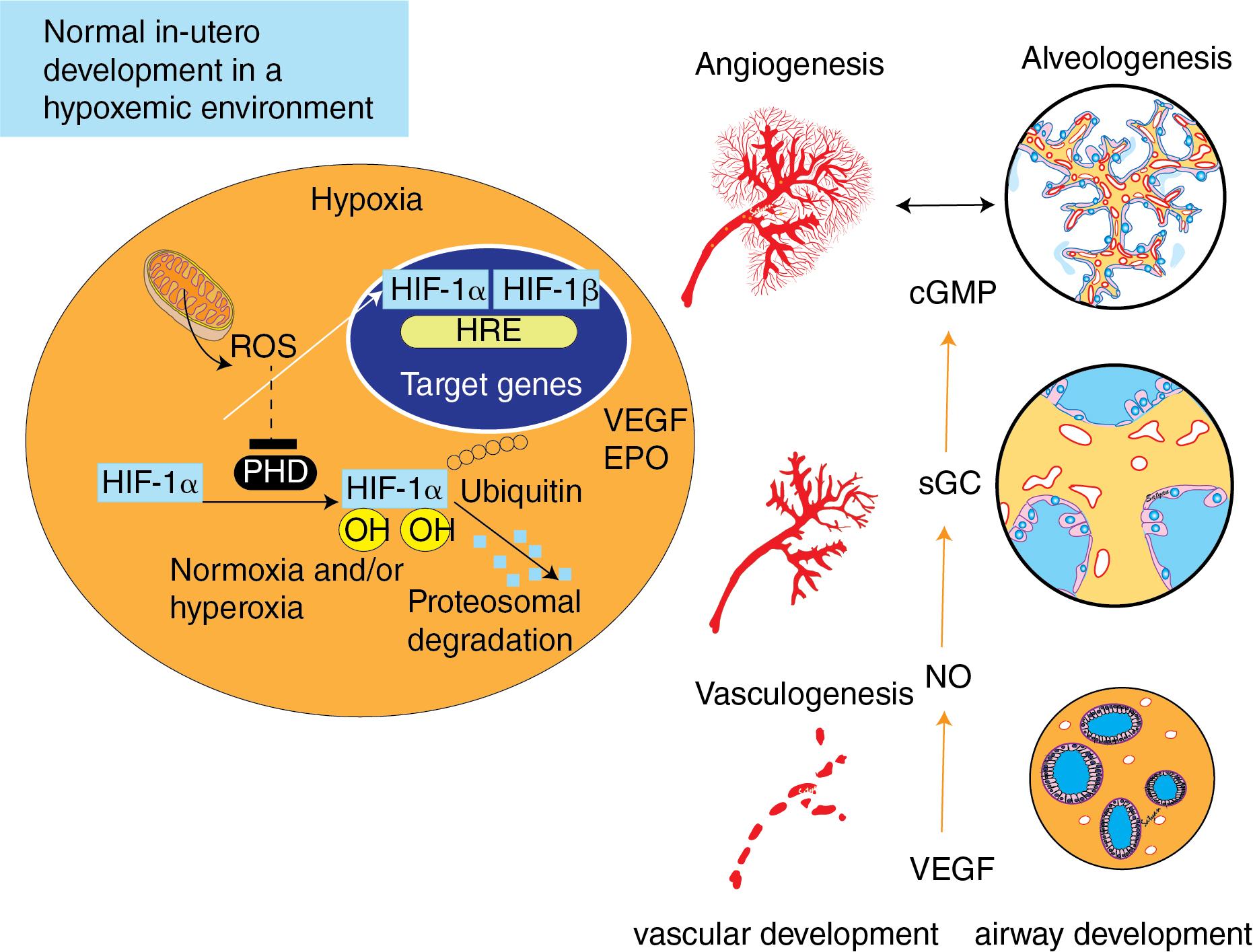 Fig. 3.4, Lung development occurs in utero in a relatively hypoxic environment.