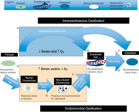 Fig. 4.2, The central dogma of intramembranous and endochondral ossification.