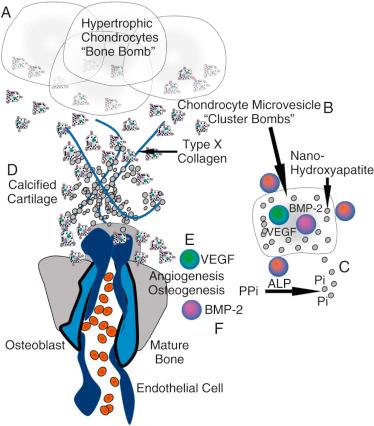 Fig. 4.3, Chondrocyte-mediated ossification.