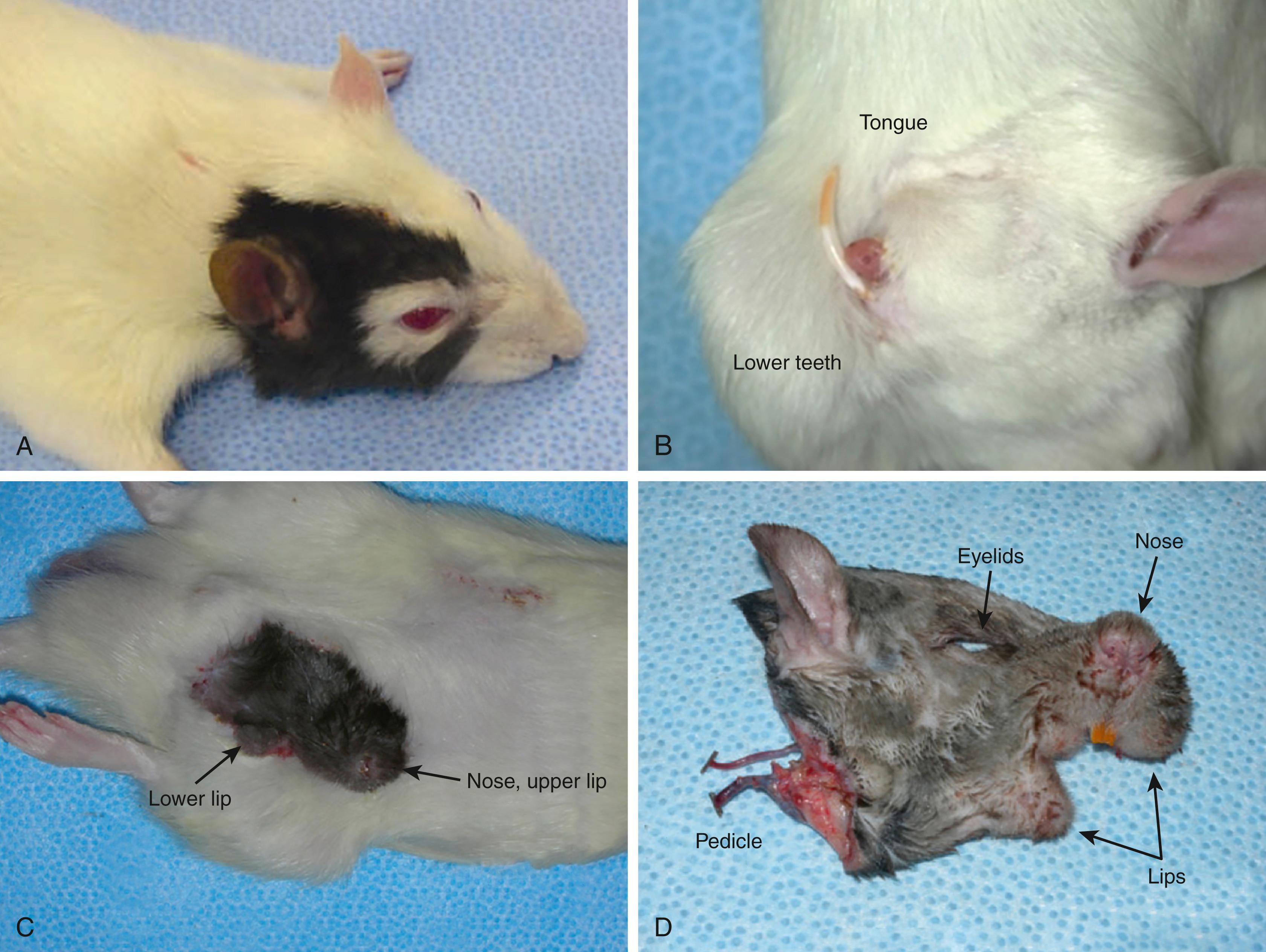 Fig. 11.2, Facial VCA models. (A) Hemiface and scalp allotransplantation model. (B) Hemiface mandible tongue allotransplantation model. (C) Midface transplant model with sensory and motor units. (D) Total osteocutaneous hemifacial allotransplantation model.