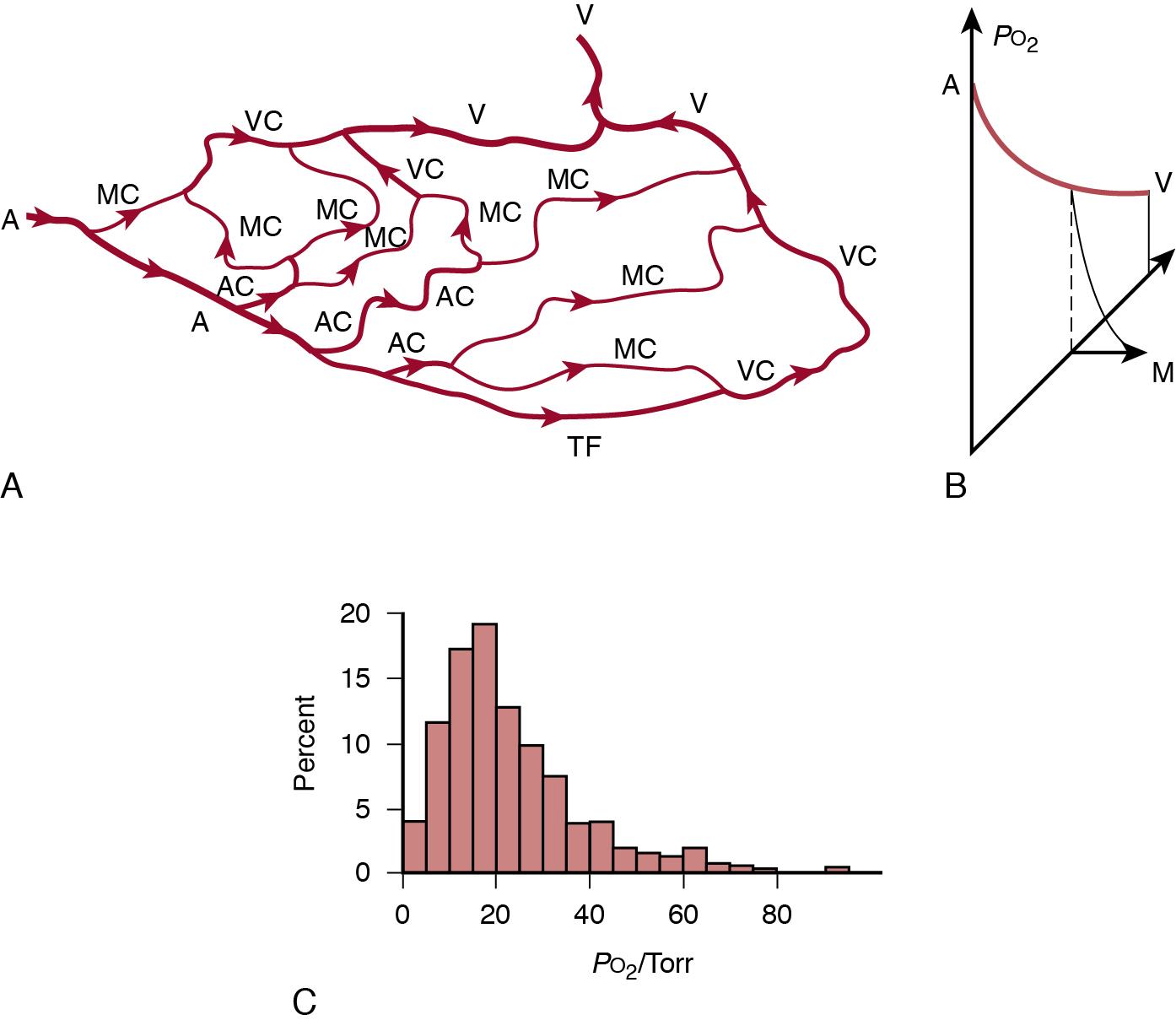 Fig. 2.1, (A) Draft of a capillary network. A, Arteriole; AC, arterial endcapillary; MC, middle endcapillary; TF, terminal flow; V, venule; VC, venous endcapillary. (B) A three-dimensional graph illustrating the P o 2 gradients from the arterial (A) to the venous (V) end of the capillaries and the radial gradient of P o 2 in surrounding tissue to the mitochondrion (M) . Y-axis: P o 2 ; X-axis: distance along the capillary (typically 1000 μm); Z-axis: distance into tissue (typically 50 μm). (C) The wide distribution of tissue P o 2 as recorded by microelectrode. Y-axis: frequency of measurements; X-axis: P o 2 . P o 2 values in tissue are typically 10–30 Torr (1.5–4.5 kPa), but range from near-arterial levels to near zero. The cells with the lowest P o 2 determine the ischemic threshold, that is, the most remote cells at the venous end of capillaries. Microvascular factors, such as capillary density, and distribution of blood flow among capillaries are very important for oxygen transport to the tissue.