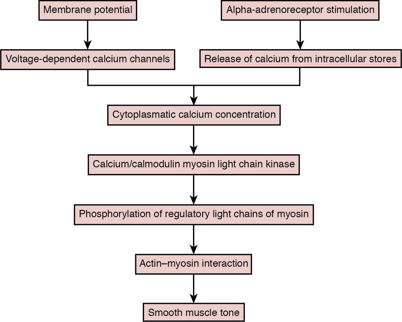 Fig. 2.5, A scheme of the pathway from smooth muscle cell membrane potential and alpha-adrenoreceptor stimulation to changes in smooth muscle tone.