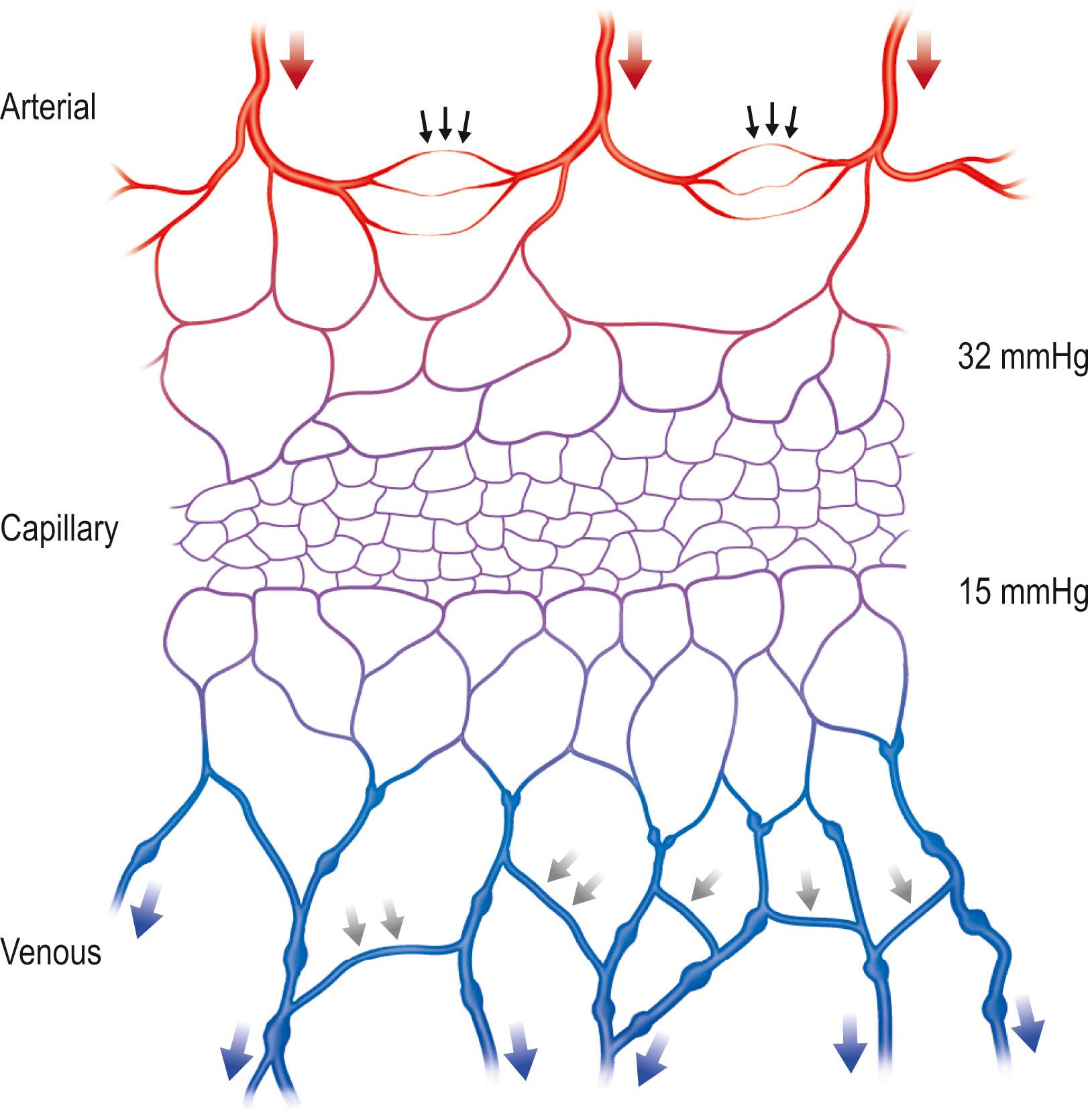 Figure 23.1, Schematic representation of the arterial supply and venous drainage of the capillary bed. Note the choke arteries (small black arrows) and bidirectional avalvular veins (small shaded arrows) that allow equilibration of flow and pressure to the capillary bed from arterioles (red arrows) and from the capillary bed through venules (blue arrows).