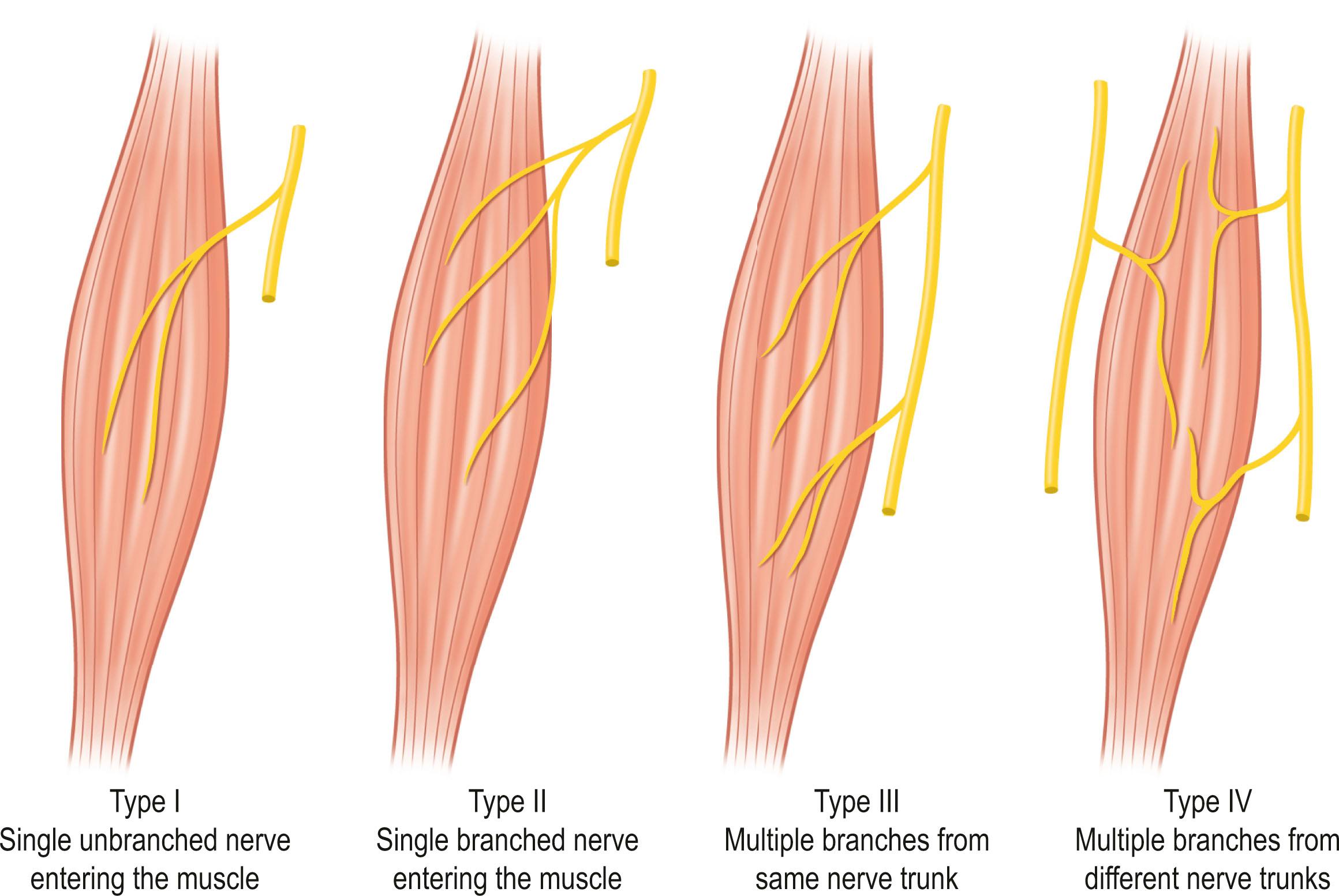 Figure 23.17, Classification of muscle on the basis of nerve supply.