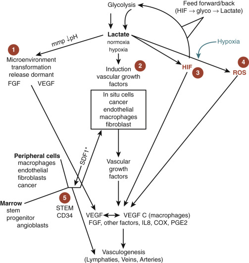 FIG 70-12, This diagram demonstrates four ways lactate increases vascular factors. (1) Acidic low pH from lactate activates metalloproteases, which release FGF and VEGF. (2) Lactate stimulates factor induction from cells. (3) Lactate increases HIF by blocking HIF degradation. (4) HIF from lactate makes reactive oxygen species (ROS). Hypoxia only uses steps 3 and 4 to induce VEGF.