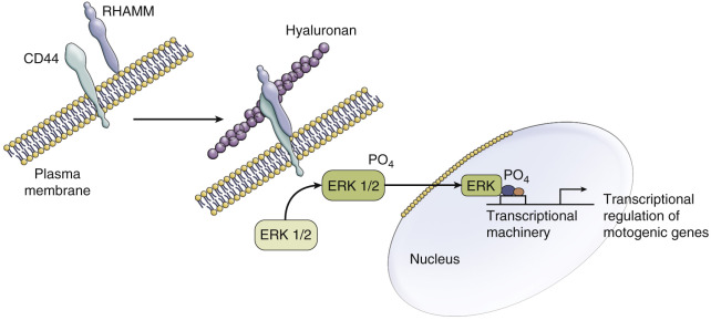 FIG 70-9, An advantage provided to cancer is cell motility, which aids in invasion. Lactic acid starts the processes that initiates cell movement. Lactate also induces the hyaluronan molecule, which combines with CD44. CD44 then acts in concert with RHAMM, which activates expression of genes that are required for cancer motility.