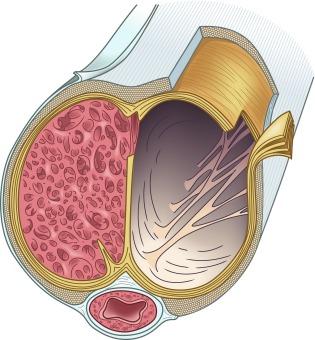 Fig. 27.1, Drawing of three-dimensional anatomy of human penis, demonstrating inner circular layers and outer longitudinal layers of the tunica albuginea, intervening supports, sinusoidal tissue in corpora cavernosa, corpus spongiosum, and urethra.