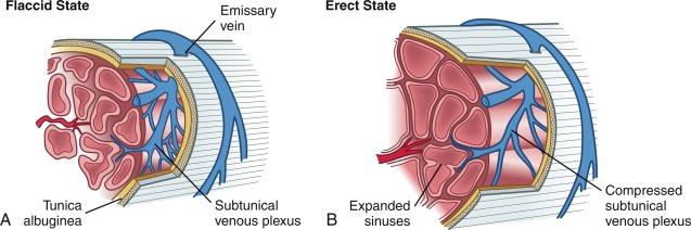 Fig. 27.2, Penile Erection.