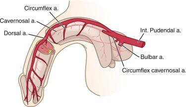 Fig. 27.3, Penile arterial supply.