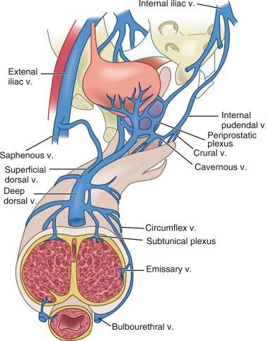 Fig. 27.4, Penile venous drainage.