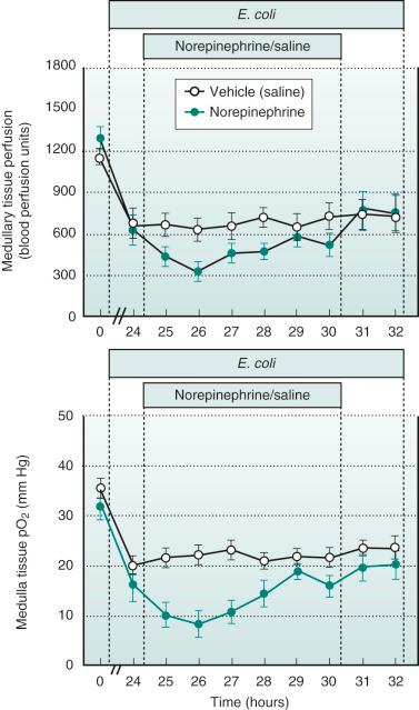 FIGURE 225.2, Renal medullary tissue perfusion and oxygen tension (pO 2 ) during infusion of Escherichia coli (E. coli) from 0 to 32 hours and subsequent treatment of norepinephrine (n = 7) or saline (n = 8) from 24 to 30 hours in conscious sheep. Time 0 is the mean of the 24th hour of the baseline period, and times 24 to 32 hours are means of 1-hour periods. Data are between-animal mean ± SEM. * p < .05 represents significant differences between norepinephrine and saline treatment.