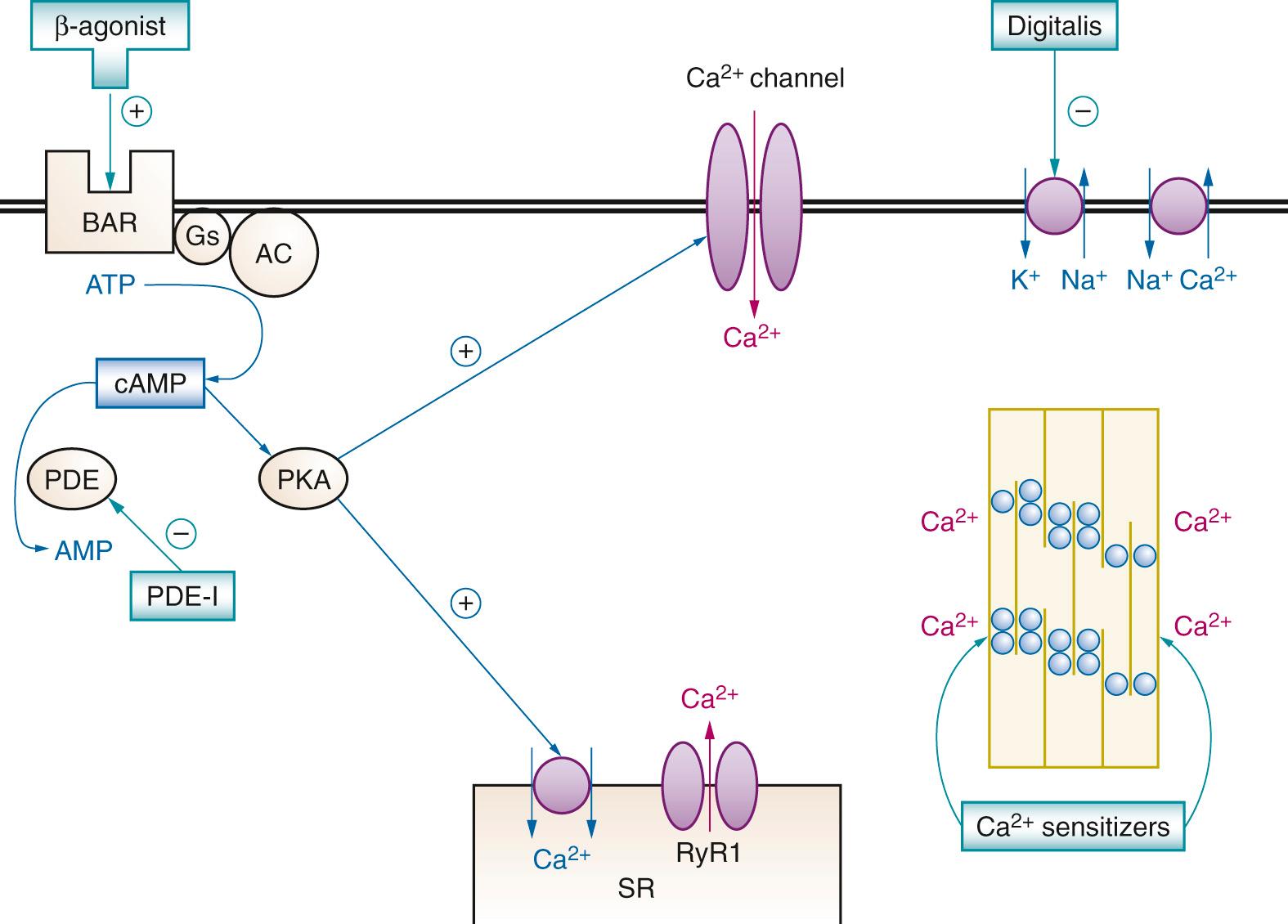 Fig. 25.2, Mechanisms of action of selected positive inotropes indicating where the agents act in a cardiomyocyte. Ultimately cytosolic calcium ion (Ca 2+ ) and its interaction with the actin-myosin complex cause myocyte contraction. The β agonists and phosphodiesterase inhibitors accomplish this by increasing the activity of protein kinase A (PKA). The calcium sensitizers act directly by increasing Ca 2+ affinity for troponin C at the actin-myosin complex. Digitalis compounds inhibit sodium-potassium adenosine triphosphatase (Na + ,K + -ATPase [Na + pump]) indirectly increasing intracellular Ca 2+ . AC, Adenylyl cyclase; AMP, adenosine monophosphate; BAR, β-adrenergic receptor; cAMP, cyclic adenosine monophosphate; Gs, G stimulating α subunit; PDE, phosphodiesterase; PDE-I, phosphodiesterase inhibitor; PKA, protein kinase A; SR, sarcoplasmic reticulum.