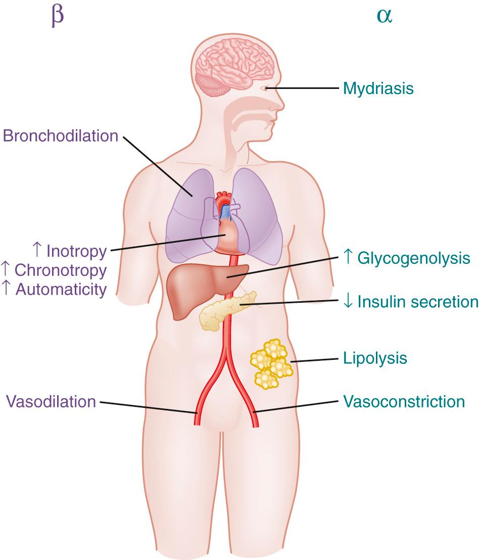 Fig. 25.3, Summary of the effects of epinephrine mediated by α- and β-adrenergic receptor stimulation.