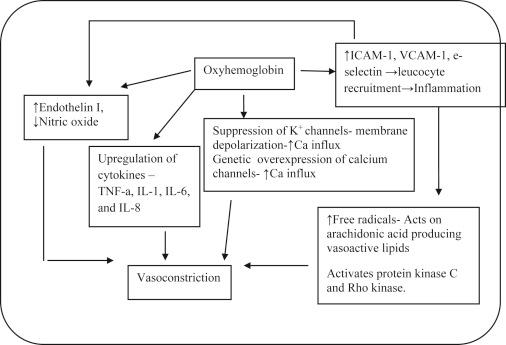 Figure 1, Etiopathogenesis of vasospasm.