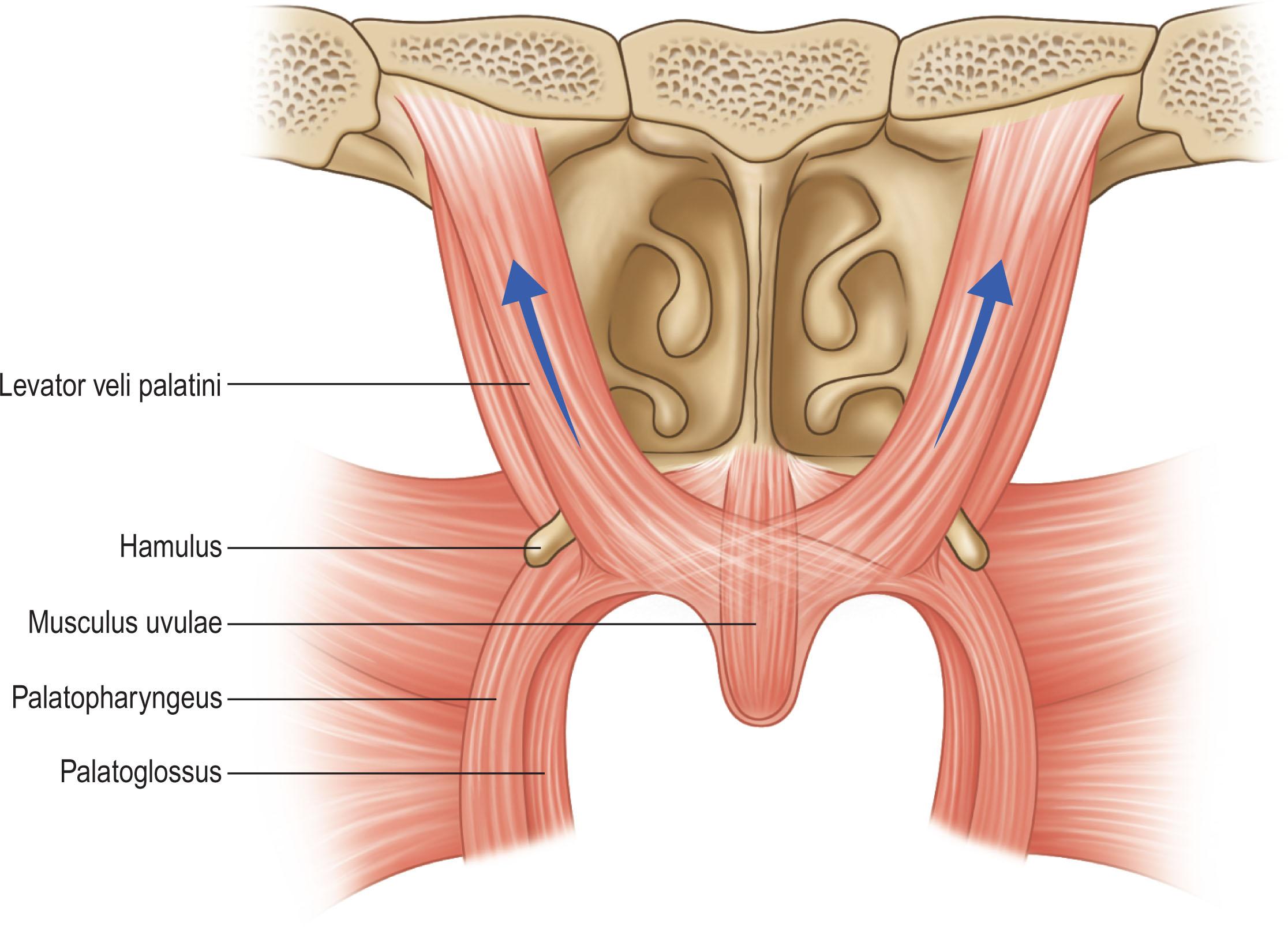 Figure 21.9.1, Muscles of the velopharynx.