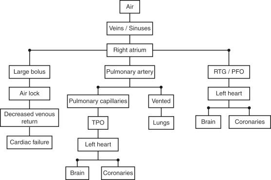 Fig. 186.1, Fate of entrained air after venous air embolism.