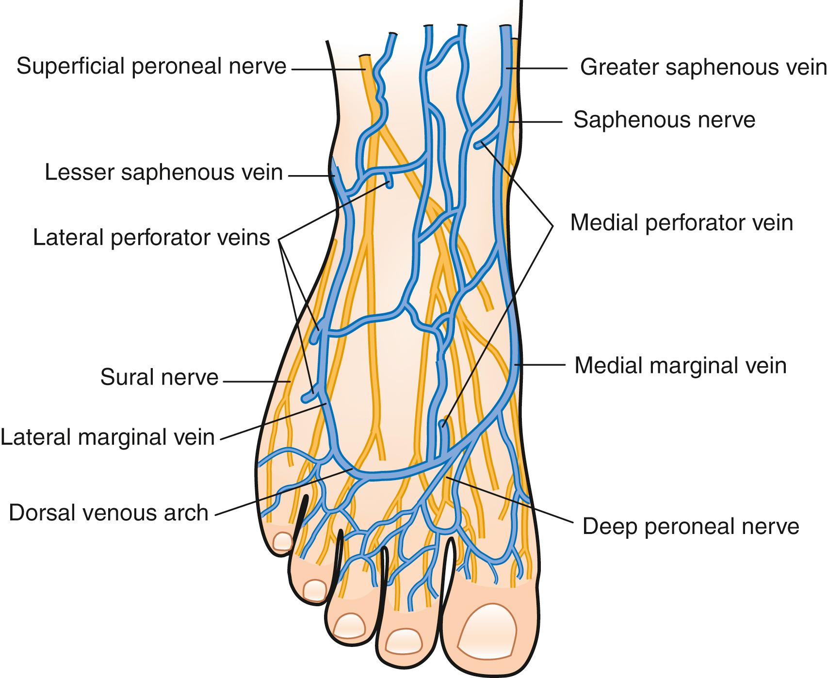 Fig. 65.1, Venous drainage of the foot.