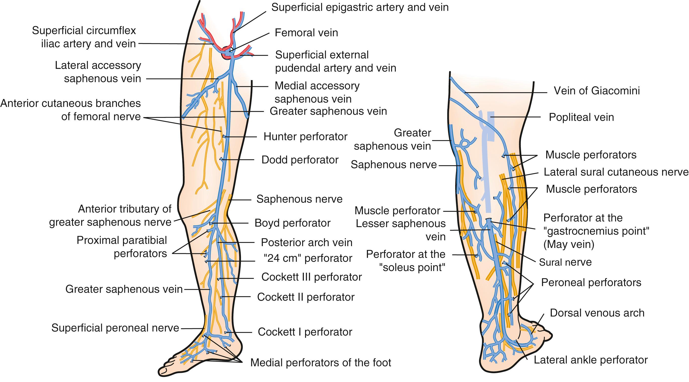 Fig. 65.2, Venous drainage of the lower limb.