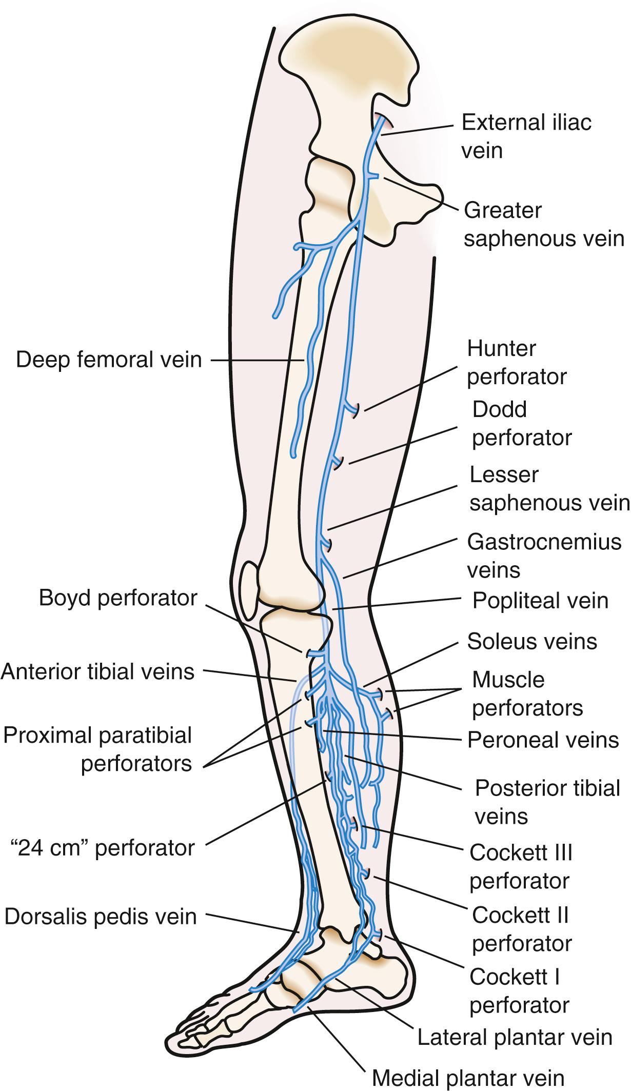 Fig. 65.3, Perforating veins of the lower limb.