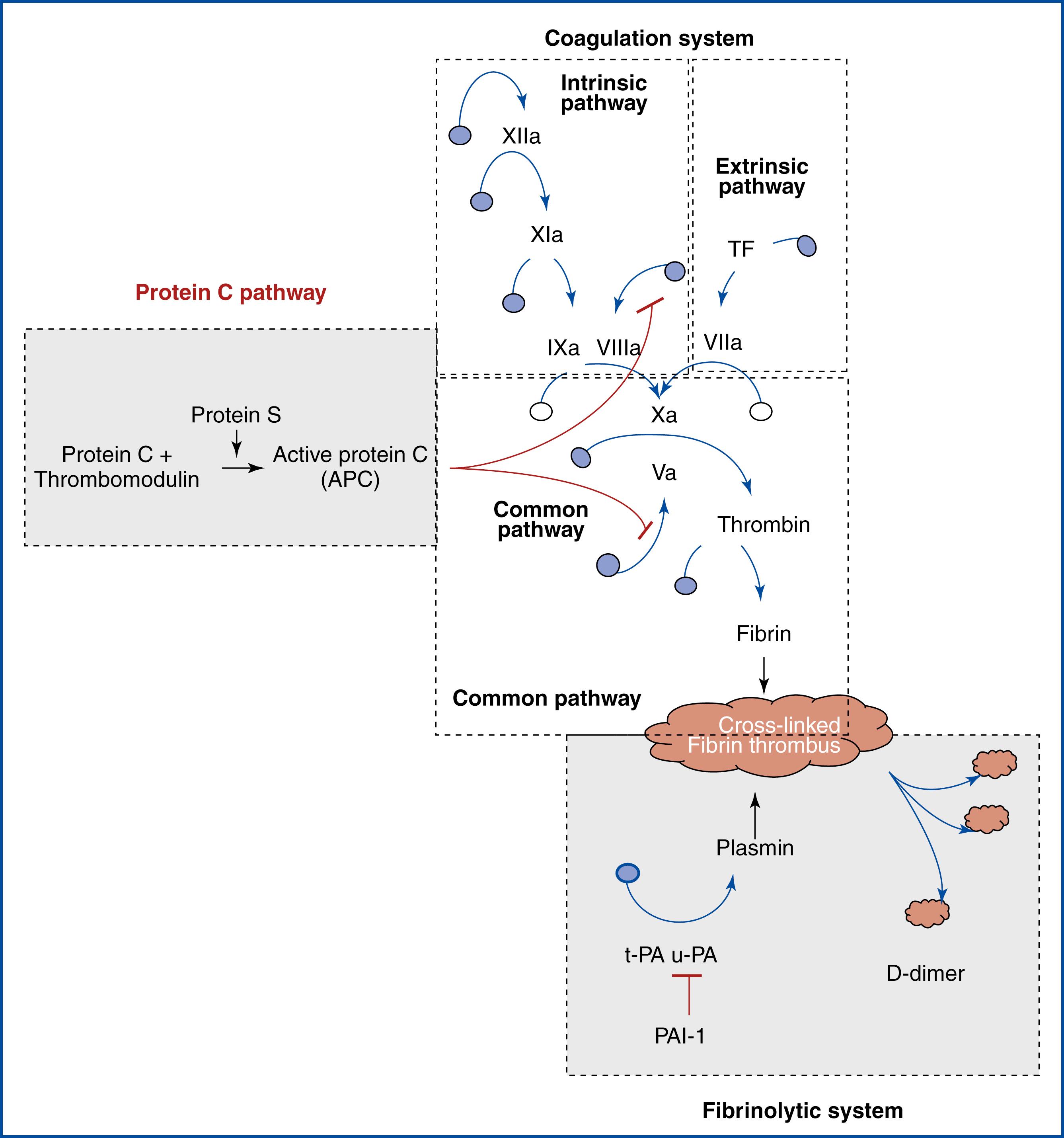 Figure 9.1, Integrated representation of the coagulation cascade and the main players for the intrinsic, extrinsic and common pathways, the natural anticoagulant protein C pathway and the fibrinolytic system with the degradation product D-dimer. PAI-1, plasminogen activator inhibitor-1; TF, tissue factor; tPA , tissue plasminogen activator; uPA , urokinase-type plasminogen activator.