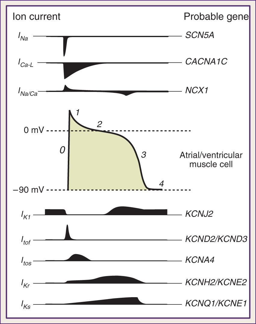 Fig. 72.2, Action potential of a cardiac muscle cell, depicting the main underlying inward and outward currents and respective gene products. Distinctive phases of the action potential are numbered. Voltage (mV) refers to the potential on the intracellular side of the plasma membrane relative to an outside reference. Notice that resting potential is negative inside at approximately −90 mV, indicating the cell at rest is polarized (phase 4). Beginning of the action potential is signaled by a rapid reduction in such potential, with inside voltage reaching 0 mV (depolarization) and then becoming transiently positive (overshoot) during phase 0, to be followed by phases 1, 2, and 3 as voltage returns to resting potential on phase 4.