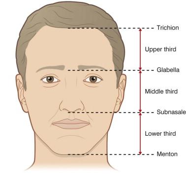 FIGURE 39.1, The face is divided into equal thirds for the ideal facial balance.