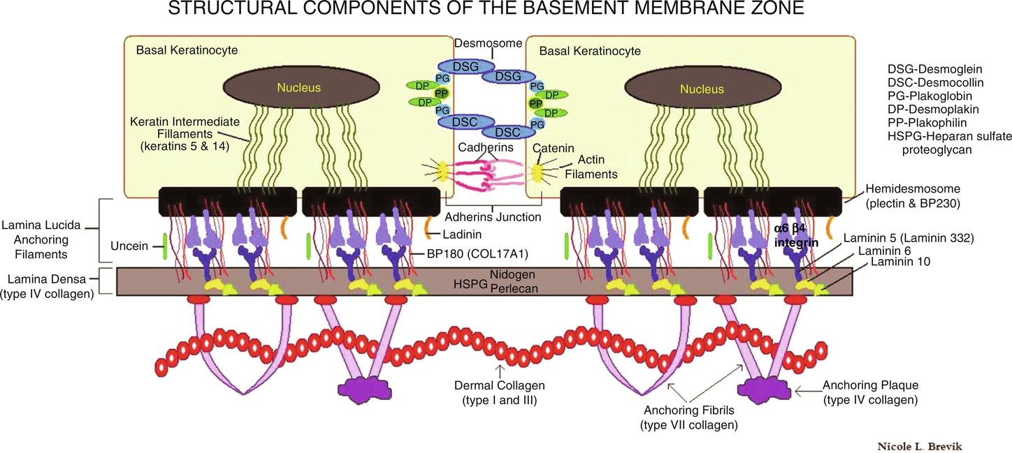 Fig. 10.1, Structural components of the basement membrane zone.