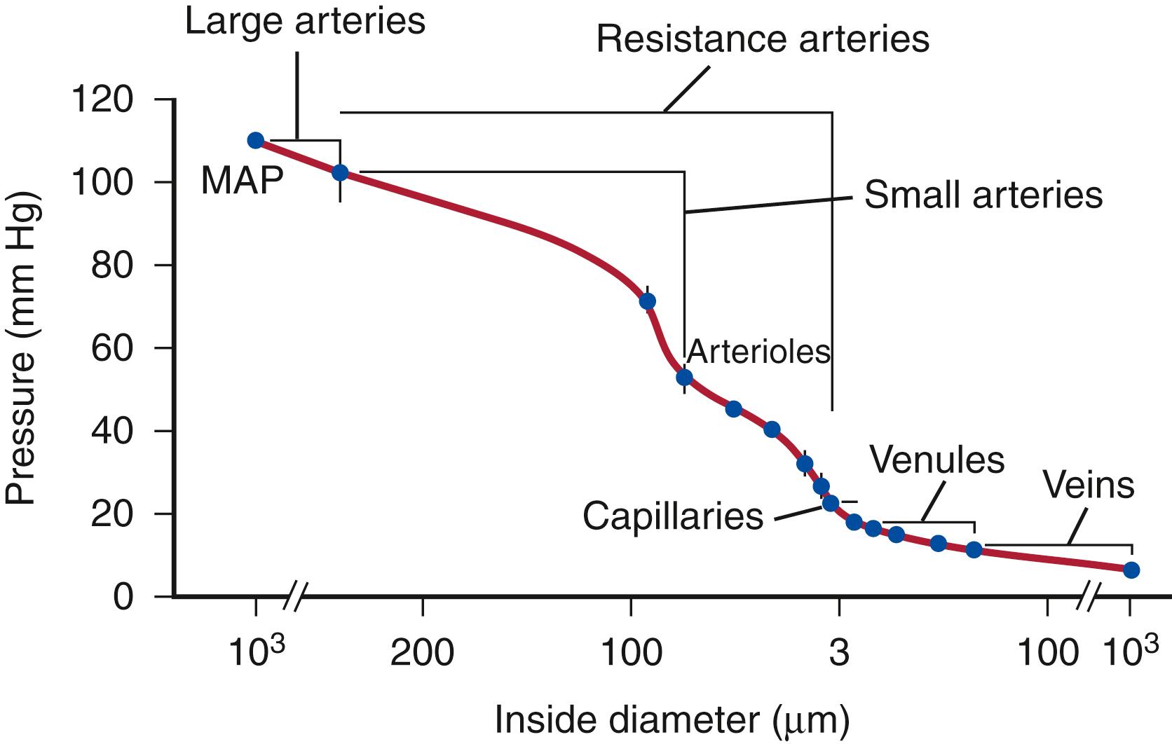 Figure 3.1, Pressure Drop Through Hamster Cheek Pouch Circulation.