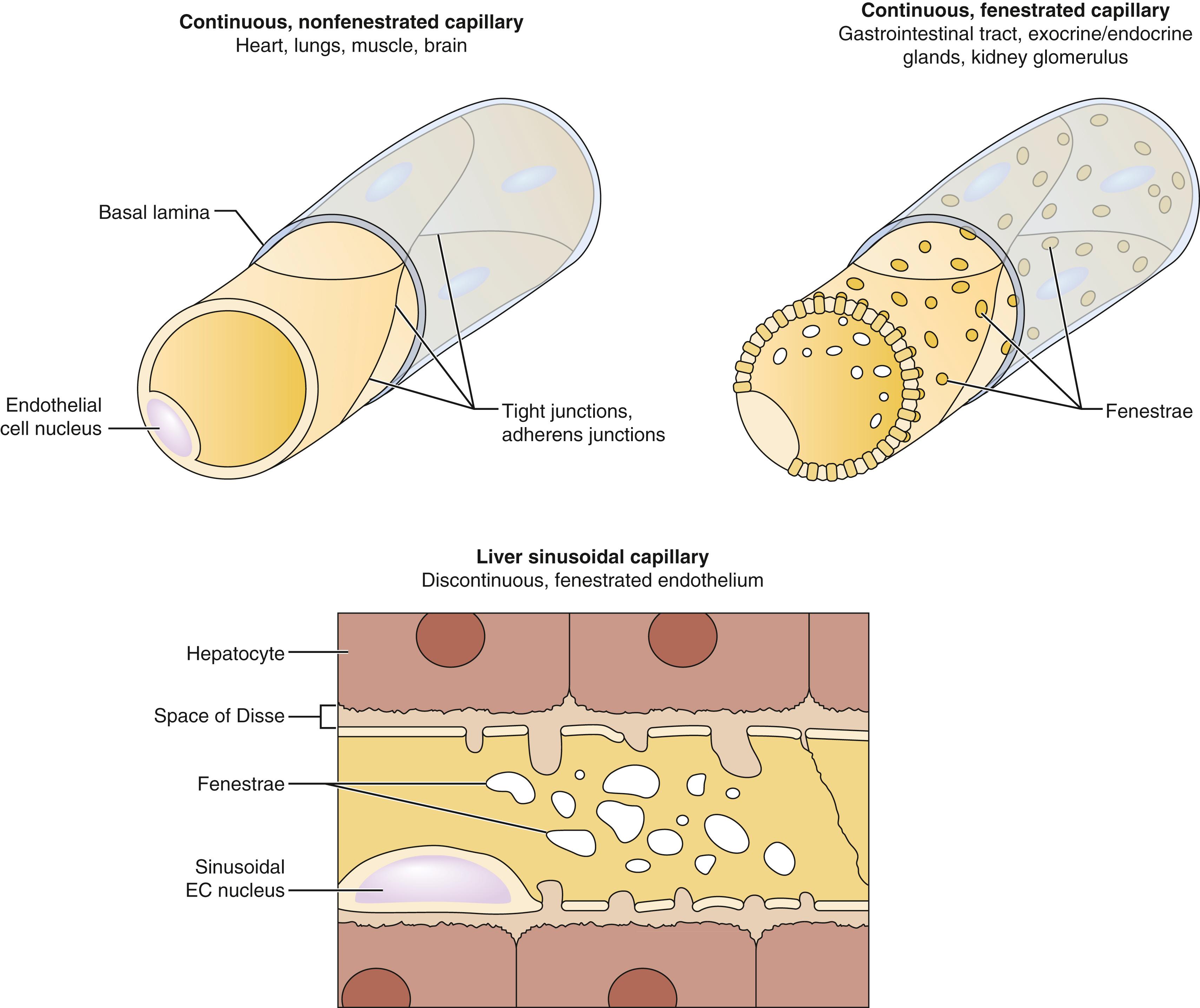 Figure 3.2, Nonfenestrated Continuous, Fenestrated Continuous, and Discontinuous Capillary Endothelium.