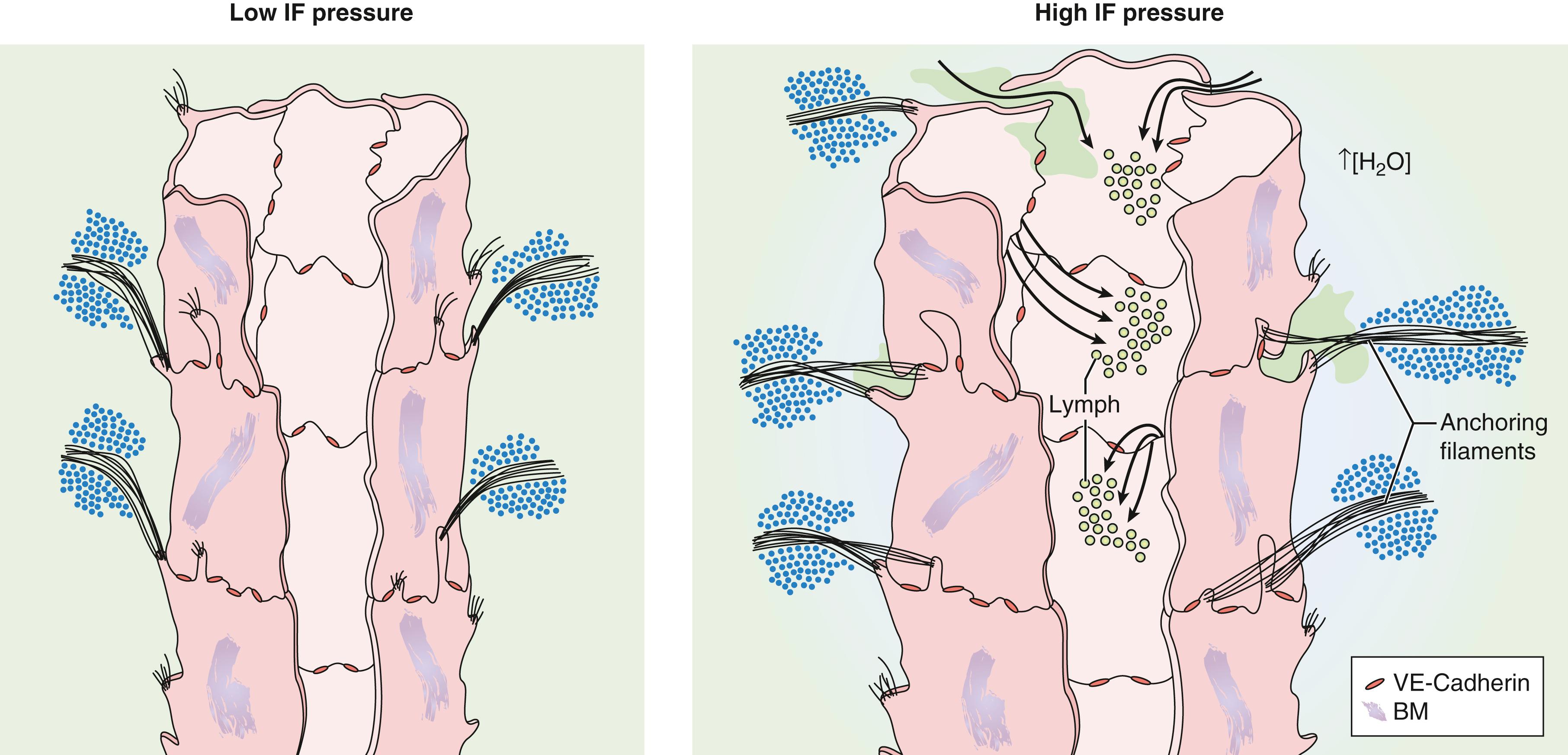 Figure 3.3, Endothelial Microvalve Drainage Response to Fluid Pressure Changes.