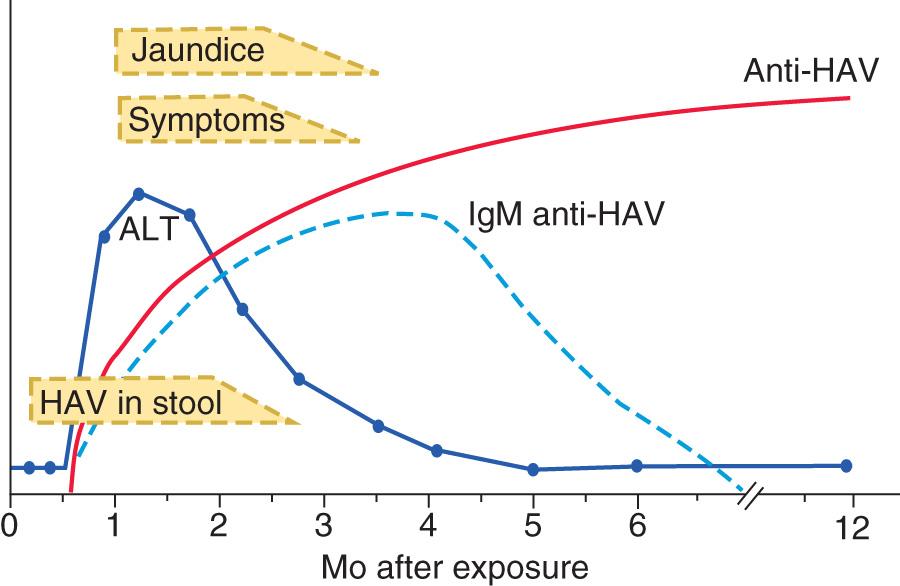 Fig. 385.1, The serologic course of acute hepatitis A.