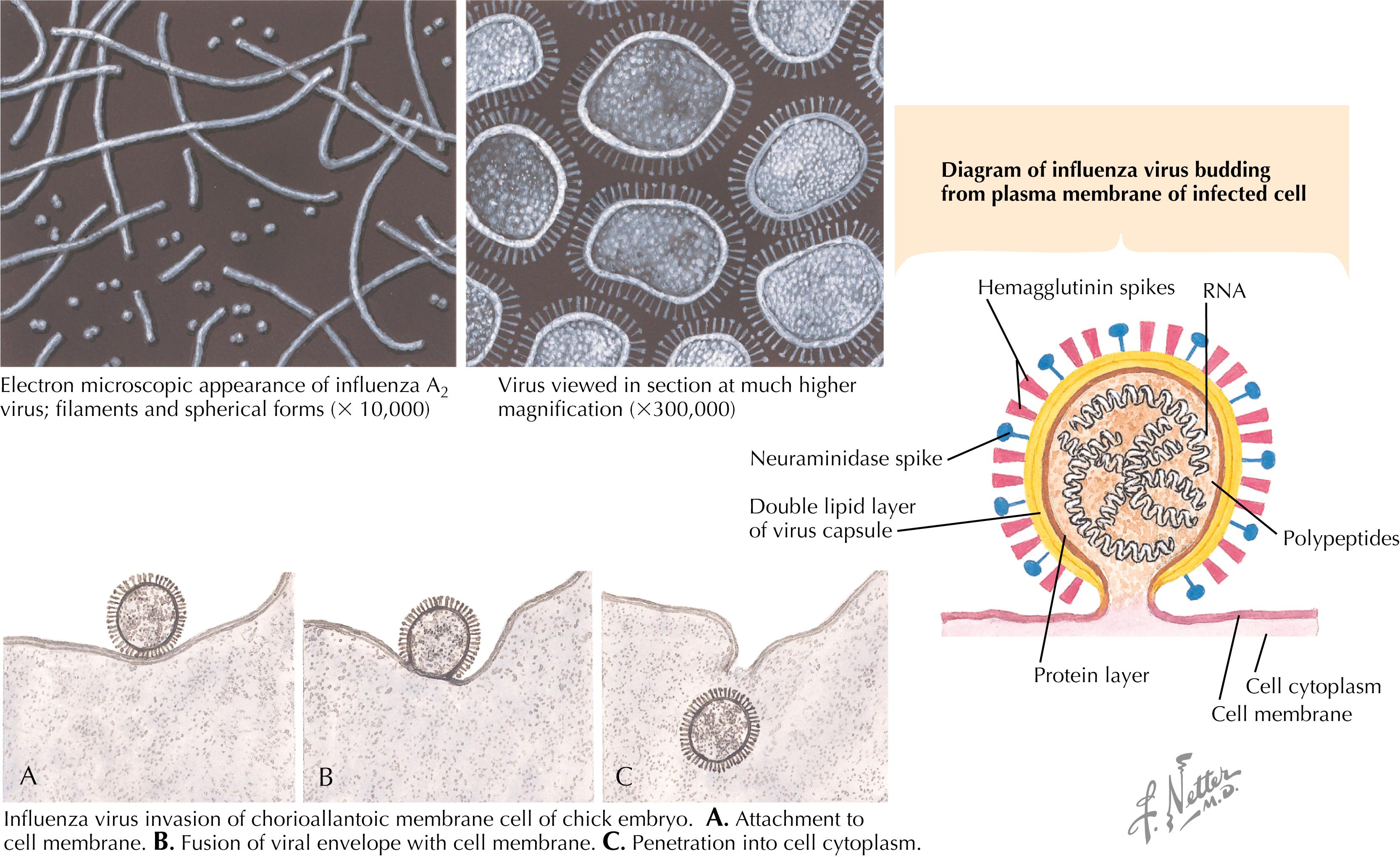 Fig. 30.1, Influenza virus and its epidemiology. RNA, Ribonucleic acid.