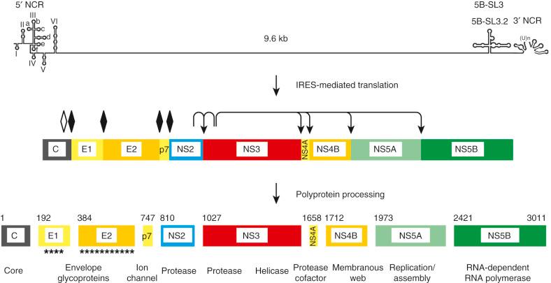 Fig. 28-1, Genetic organization and polyprotein processing of hepatitis C virus.