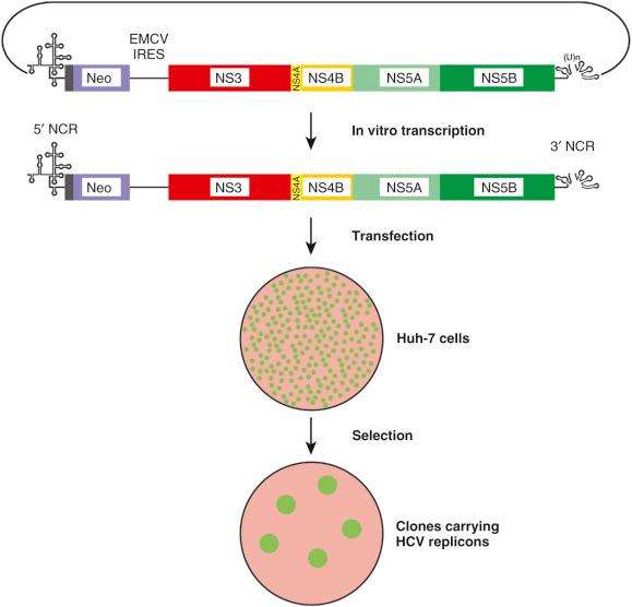 Fig. 28-2, Prototype subgenomic hepatitis C virus replicon.