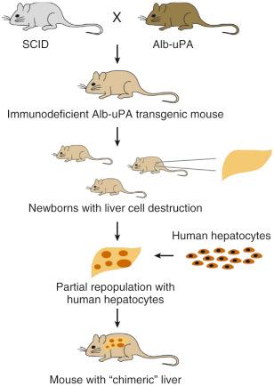 Fig. 28-3, A small animal model of hepatitis C virus replication.