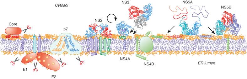 Fig. 28-4, Structures and membrane association of hepatitis C virus proteins. 13 271 272 273