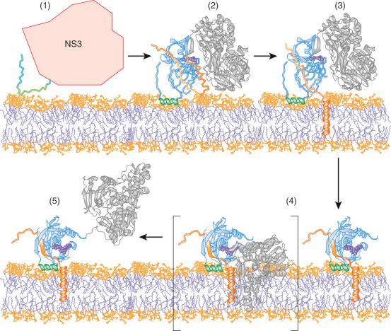 Fig. 28-5, Dynamic model for the membrane association and structural organization of hepatitis C virus NS3-4A.