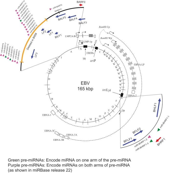 Figure 12.1, Map of the Epstein-Barr virus (EBV) genome. The genome of the B95-8 strain of EBV in its circular double-stranded DNA form of 165 kbp is depicted as it is found in latently infected B cells. The genome is a linear DNA within the viral particle and is circularized on infection at its terminal repeat (TR) elements found at the 5′ and 3′ ends of the linear molecule. The EBV genome encodes approximately 100 genes. Shown as white boxes are the exons for coding segments of the viral genes expressed in B cells infected in vitro, including EBNA1, EBNA2, EBNA3A/B/C, EBNA-LP, LMP1, and LMPA/B. The EBERs denoted by the white box are two small RNAs encoded by EBV. Dashed lines represent primary transcripts originating from viral promoters denoted with a lowercase p. Also shown are the positions of the origins of replication, ori P and ori Lyt, that support the latent and lytic replication of the viral genome, respectively. See reference 23 for details of EBV's genome and life cycle.