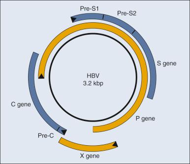 Figure 12.2, Map of the hepatitis B virus (HBV) genome. The 3200 bp genome of HBV is a circular double-stranded DNA in infected cells (shown in black ). The genome in the viral particle is partially double-stranded DNA because of an incomplete extension of the plus strand by the viral DNA polymerase P. Shown as colored boxes are the coding segments for the structural (blue) and nonstructural (orange) viral genes. The arrowheads represent the sites at which translation of the viral proteins initiates. These viral proteins are translated from multiple messenger RNAs: one for Pre-S1, Pre-S2, and S; one for Pre-S2 and S; one for core and P; and one for x. See reference 378 for details of HBV's genome and life cycle.