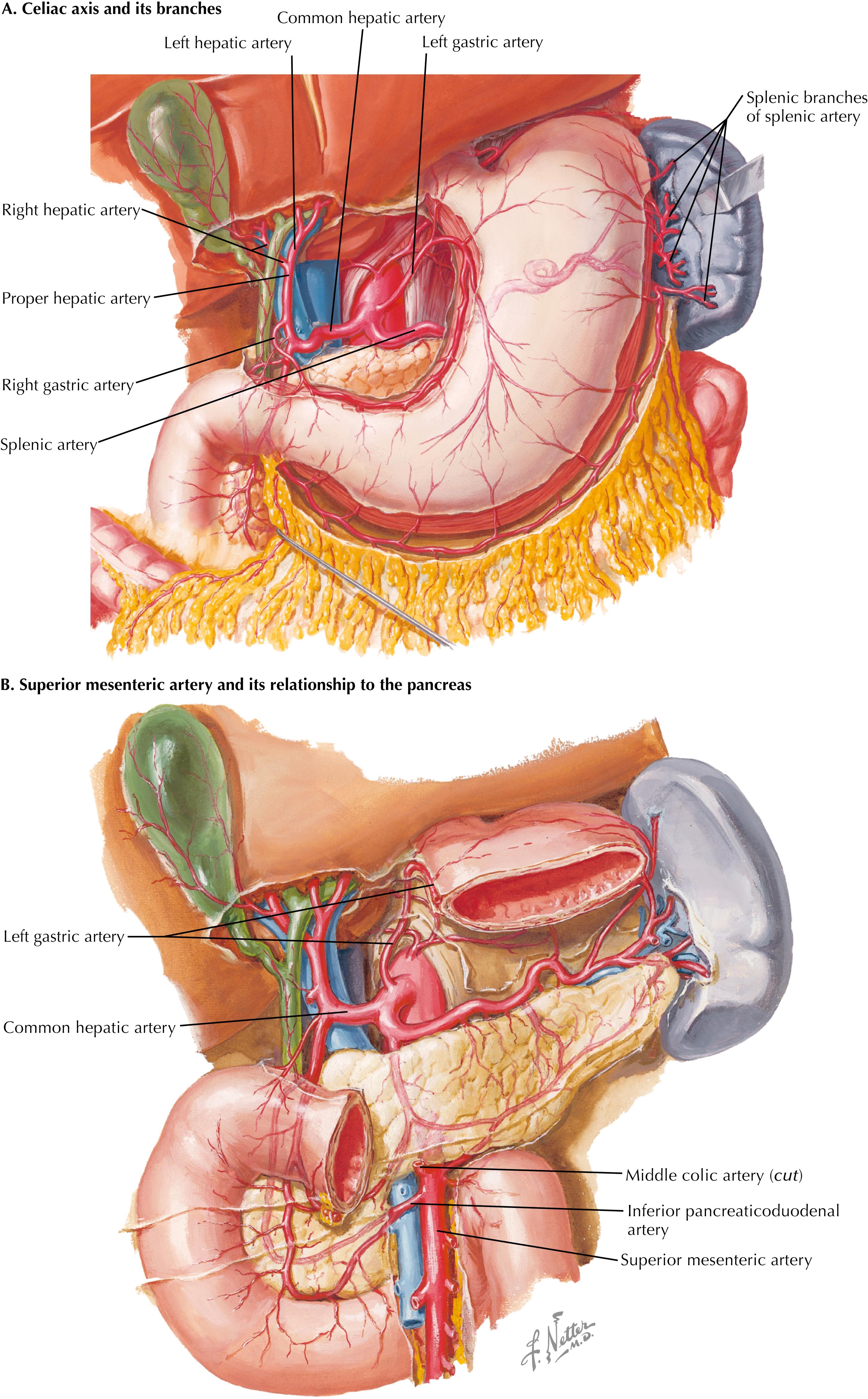 FIGURE 44.1, Celiac axis and superior mesenteric artery (SMA).