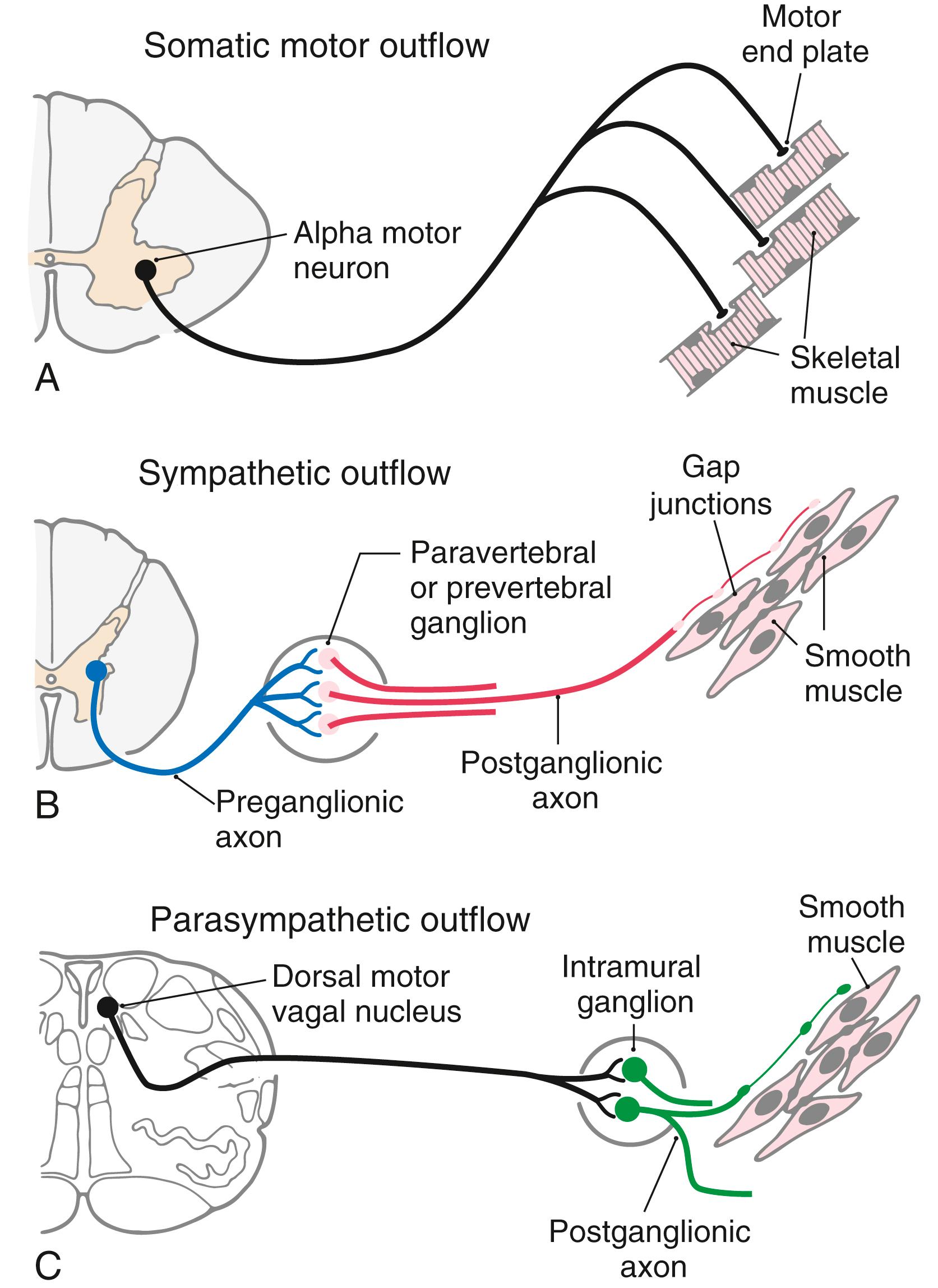 Fig. 29.1, Comparison of somatic motor outflow ( A ) with sympathetic ( B ) and parasympathetic ( C ) outflow.