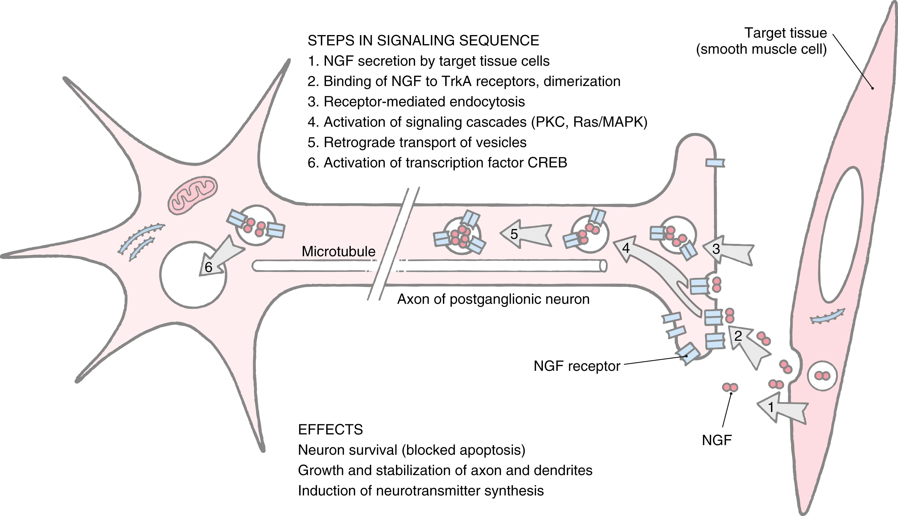 Fig. 29.3, Mechanism by which the neurotrophin nerve growth factor (NGF) regulates the development and function of sympathetic ganglion neurons. CREB, cAMP response element–binding protein (a family of transcription factors); MAPK, mitogen-activated protein kinase; PKC, protein kinase C; Ras, rat sarcoma (a family of GTPases); TrkA, tropomyosin-related kinase (the high-affinity NGF receptor).