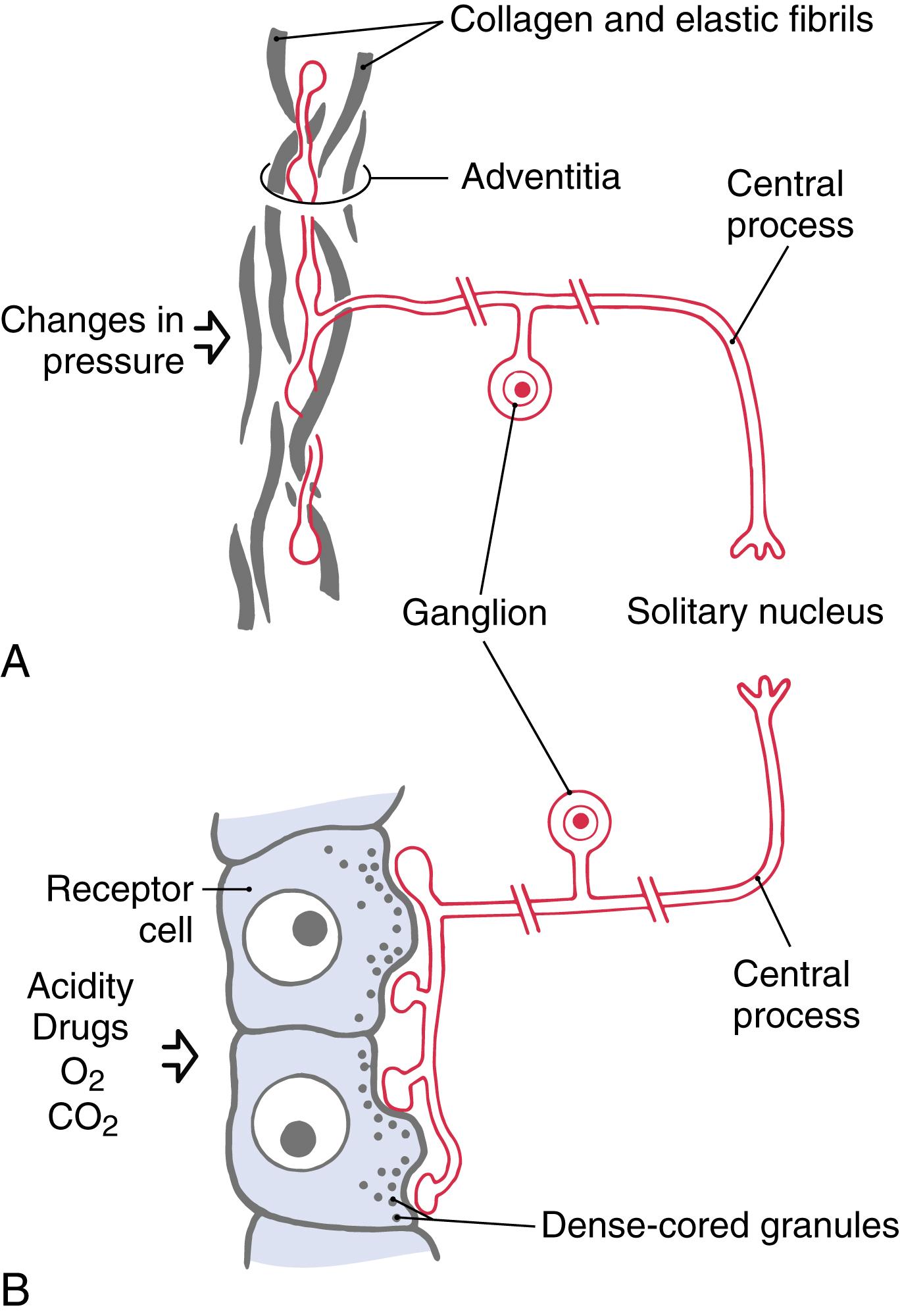 Fig. 19.1, Diagrammatic representation of a baroreceptor ( A ) and a chemoreceptor ( B ). The baroreceptor is located in the adventitia in apposition to collagen and elastic fibrils. This receptor alters its firing rate in response to changes in blood pressure. The chemoreceptor is composed of a receptor cell and the numerous afferent endings it contacts. Changes in blood chemistry trigger responses in the receptor cell that result in an action potential in the subjacent afferent ending.